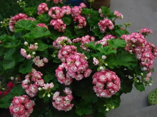 好养好看的天竺葵日碗花朵精致饱满四季都有花赏值得拥有