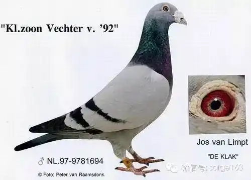 图集最后的铭鸽克拉克