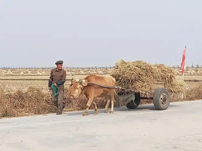 农民用牛拉车从田里运割下的未脱粒的稻子.