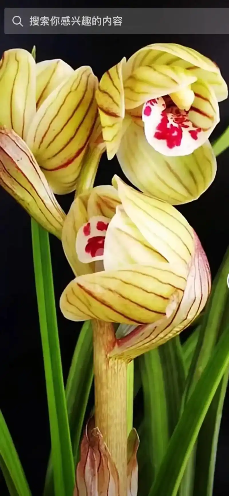 宽叶莲瓣,黄花荷瓣,喜洋洋!漂亮 - 抖音