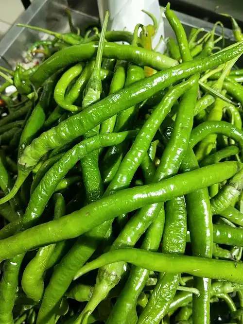 青线椒1.9元每斤