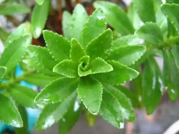 凹叶景天图片和介绍