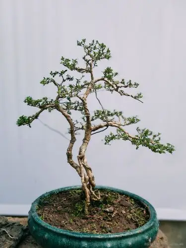 十年六月雪成品老桩_盆景艺术