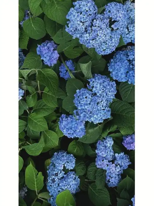 在开满蓝紫色绣球花08的旁边跑步69