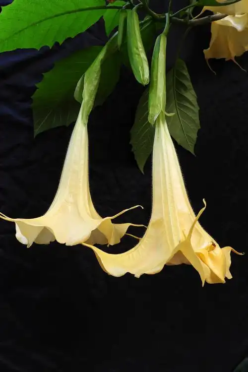 曼陀罗花开在秋深处