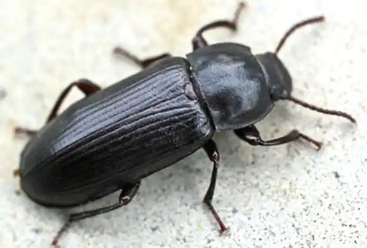 p>[中文名] 大谷盗 /p> p>[别名] 米蛀虫,乌壳虫 /p> p>[学名]