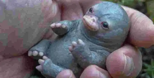 鸭嘴兽地球上最怪异的哺乳动物为什么会变得如此怪异