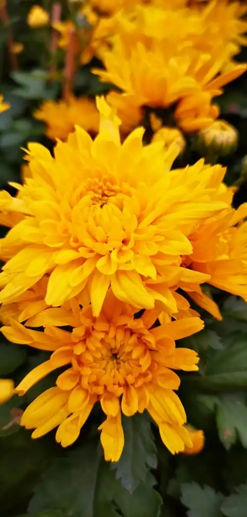 我的华为mate20pro(ud)拍照