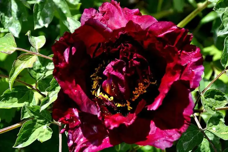 咱们临洮紫斑牡丹甲天下——牡丹花头系列(1)摄影:淑君