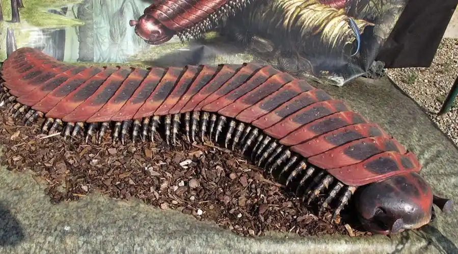 辟谣# //@江氏小盗龙:对于石炭纪的巨型蜈.