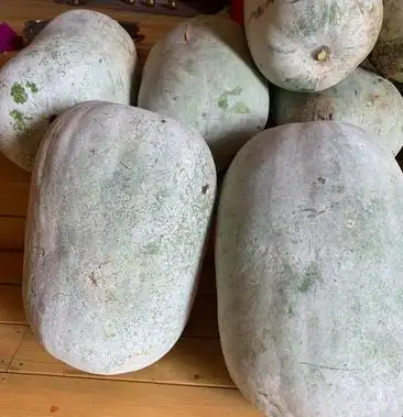 [冬瓜批发]粉皮冬瓜价格0.75元/斤 - 一亩田