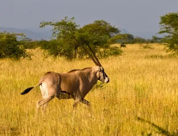 p>东非剑羚(学名: i>oryx beisa /i>):是偶蹄目,牛科,剑羚属的哺乳