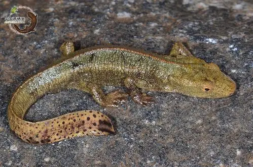 中国两栖类 - 物种信息