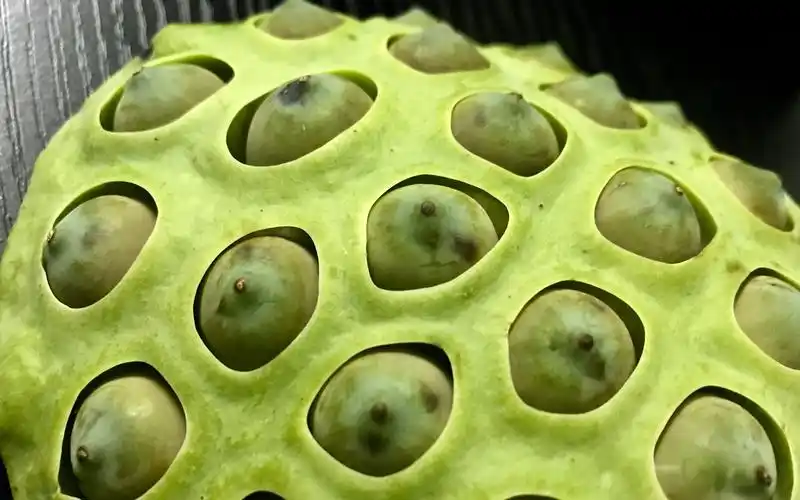 密集恐惧77逼死强迫症患者——手剥莲蓬 hah_哔哩哔哩 (゜-゜)つロ