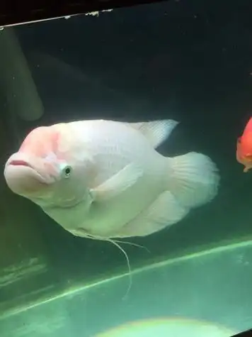 寿命还可以多长?如果买一条异性的招财鱼 配种的时间大概