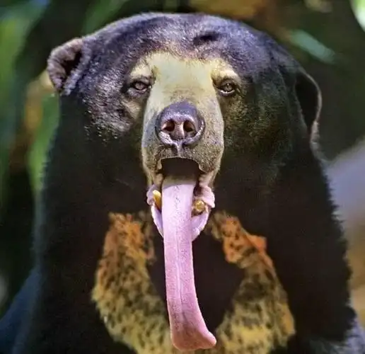 被"熊瞎子"舔一下脸真的会只剩骨头吗?野外遇到该怎么办?