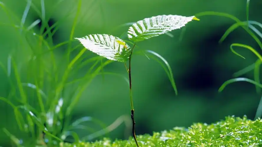 清新绿色养眼植物桌面壁纸