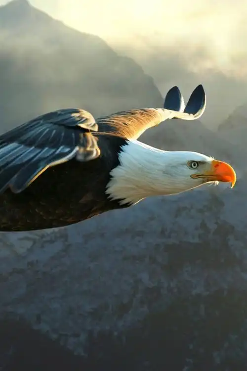 鹰飞行,翅膀,天空