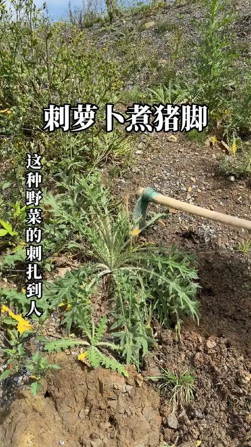 刺萝卜炖腊猪脚,不要太香!