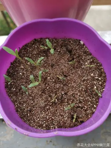 各位大神请问这个是满天星的小苗嘛