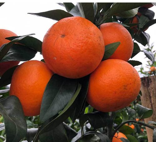 广西沃柑新鲜水果沃柑鲜甜多汁沃甘橘子