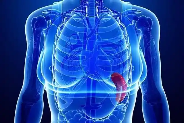 中医基础理论——脾和胃的病机