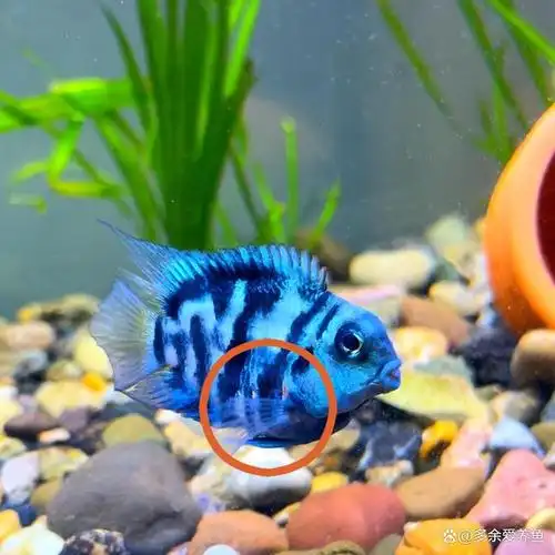 迷你鹦鹉鱼怎么快速分清公母,4不同,轻松分辨