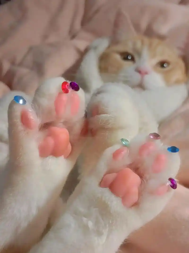 刚做的美甲 一颗钻一百.小猫咪没钱的话就去猫咖上班吧 #萌宠 - 抖音