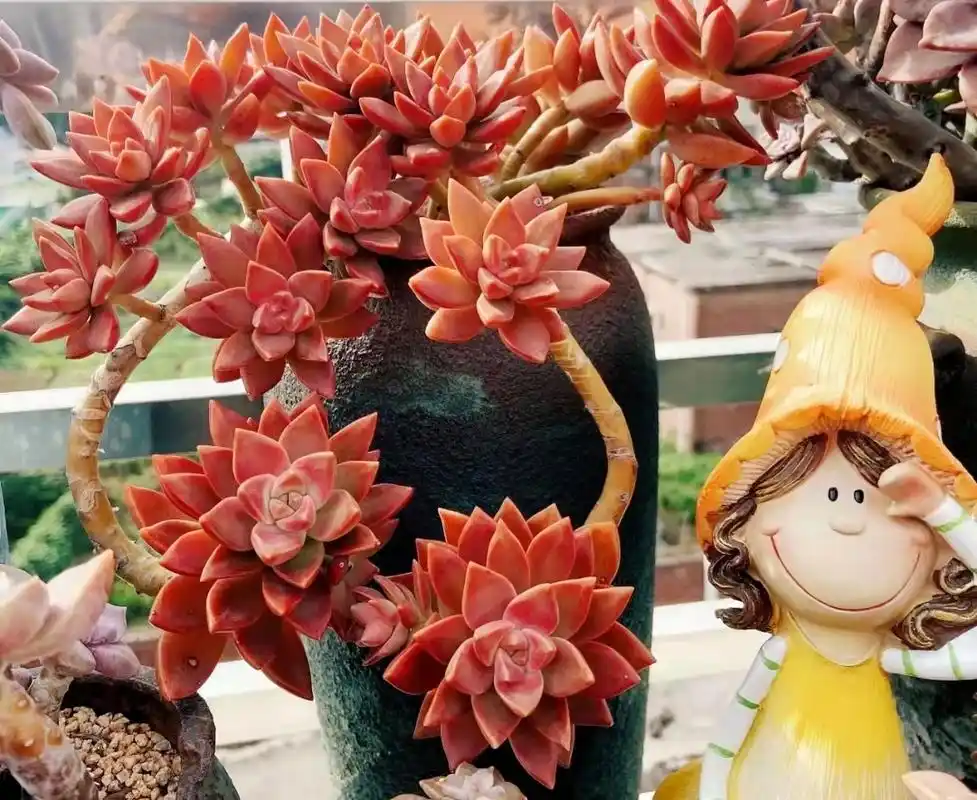 广州南沙网友养的"铭月"多肉大老桩,这颜色狠狠惊艳了我