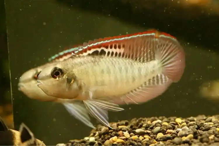 不知道养什么之-棋盘短鲷 - 短鲷媚舞 - cta南美水族 - powered by