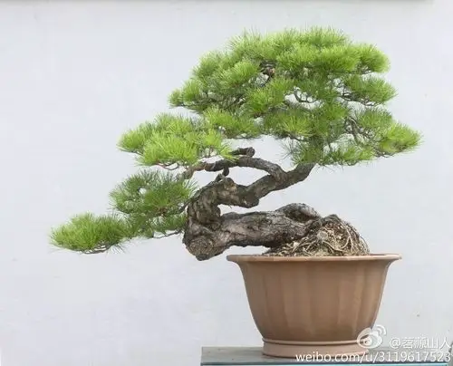 赤松盆景《白云生处》今年的树姿.