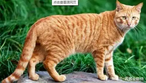 花猫的品种