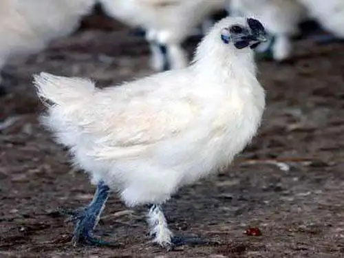 白毛乌鸡(母鸡3斤)/只