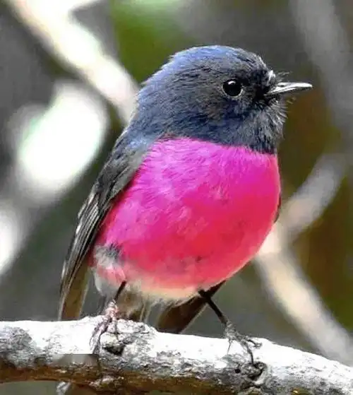 胖嘟嘟的小鸟太萌了