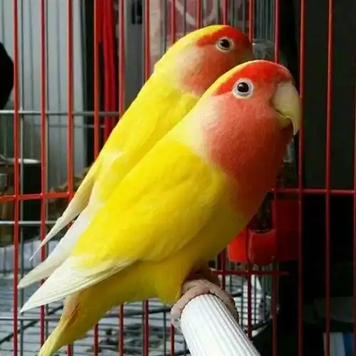 牡丹鹦鹉活黄桃鹦鹉玄凤鹦鹉人学说话鸟宠物鸟活体黄桃成年鸟一只