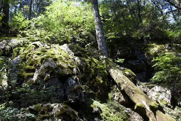 p20.   各种小花也在原始森林中美丽绽放.