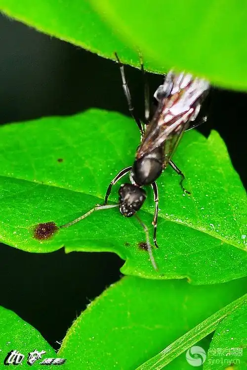 带翅膀的黑蚂蚁