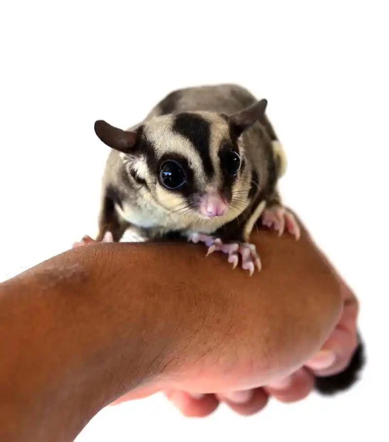 外来物种小蜜袋鼯?