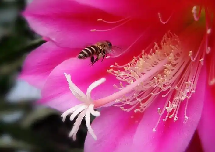 67盛开粉色昙花