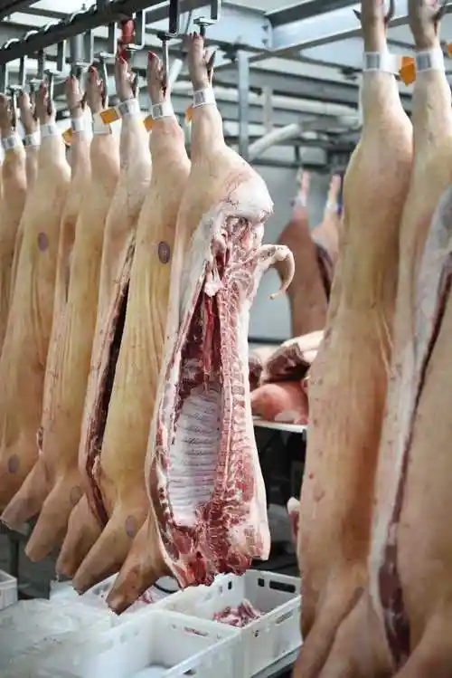 屠宰场里的猪肉