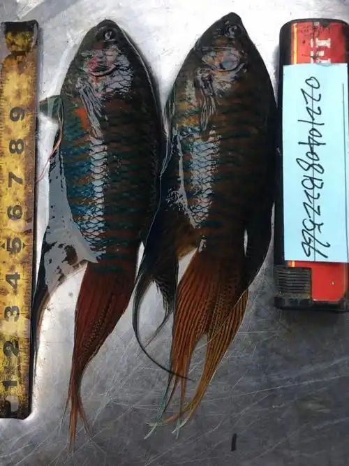 中国斗鱼活鱼野生巨普菩萨鱼盘皮丝天堂鱼旁皮婆淡水鱼耐养活体观赏鱼