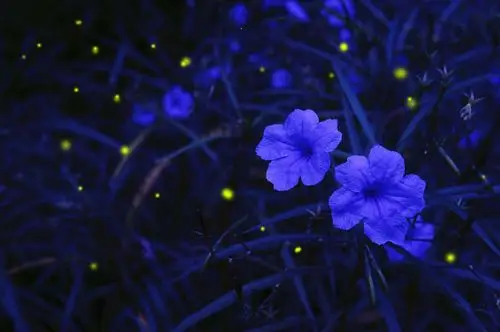 萤火虫之夜 壁纸