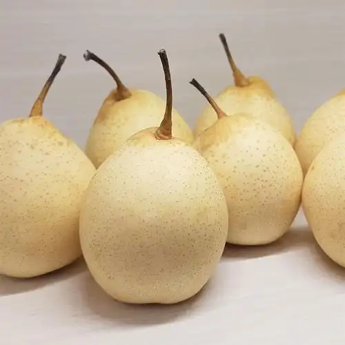 远达鸭梨水晶梨净重5斤装赵县特产单果225g脆甜爽口甘甜多汁产地直发
