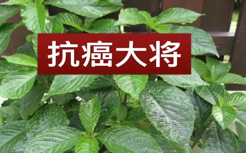 黑面将军(脆叶马兰 ) 治子宮肌瘤,防癌,抗癌,治癌草药.