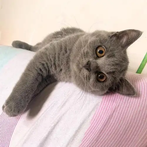 英短蓝猫 自家猫猫生的 带血统贼可爱