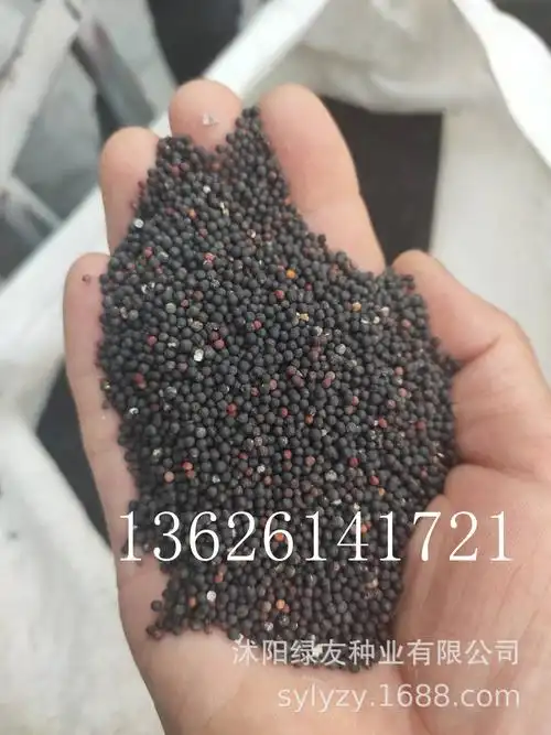 工程草花种子多年生矮生植物满天星种子满天星