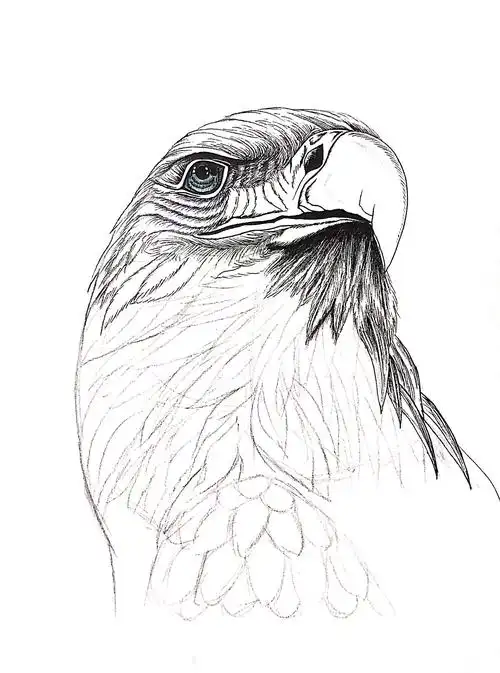 黑白动物绘鹰