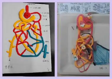 超轻粘土,矿泉水瓶,棉线等建构肾单位的模型