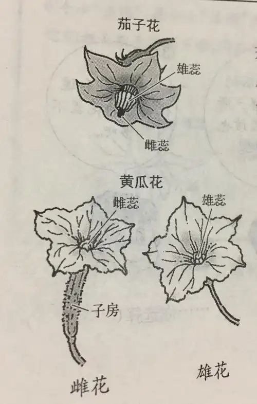 茄子花和黄瓜花有什么不同我的科学启蒙
