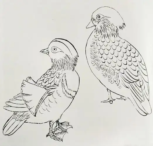 荷花鸳鸯图片简笔画怎么画生动鸳鸯图片白描 鸳鸯图片鸳鸯和野鸭子的